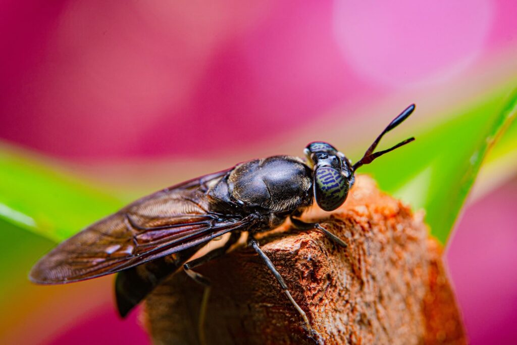 black soldier fly on wood